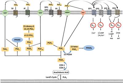 The Role of Eicosanoids in Gynecological Malignancies